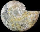Ammonite Fossil (Half) - Million Years #42521-1